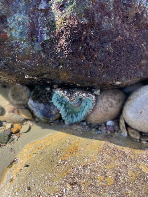 A green circular cup with fingers around the edge at the base of a rock.