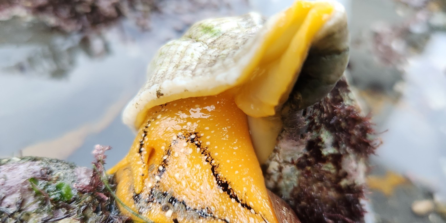 A snail with a yellow body and a cone shaped shell.