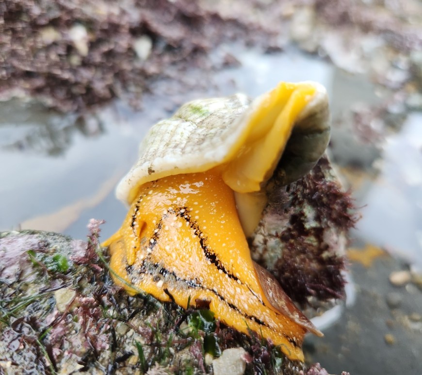 A snail with a yellow body and a cone shaped shell.