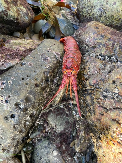 An elongated cylindrical animal with a hard segmented body and two large antenna.