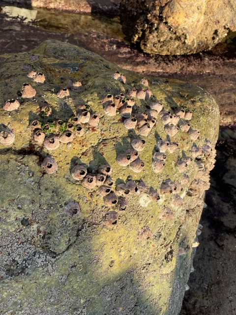 Finger sized volcanoes stuck to a boulder.