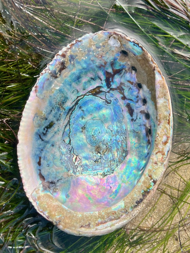 An oval shaped shell the size of a hand with multi colors. A series of holes in a line are on the right side.