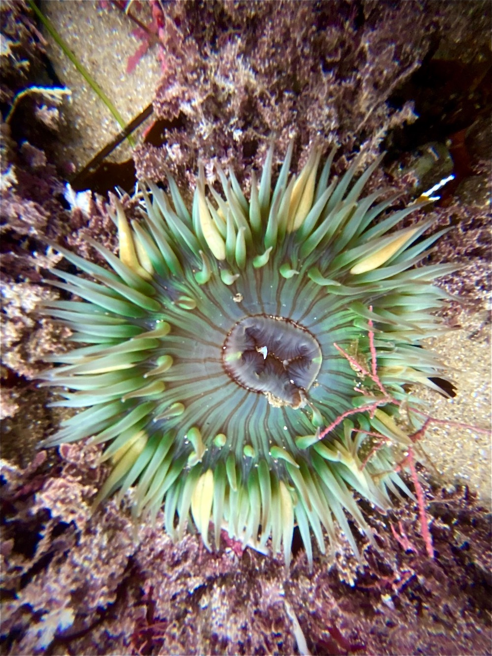 A solitary sea anemone which has a cylindrical body with a centrally located mouth surrounded by tentacles. The body is soft and jelly-like, and it is green in color. The tentacles are thin and elongated, and they radiate out from the mouth in a circular pattern.