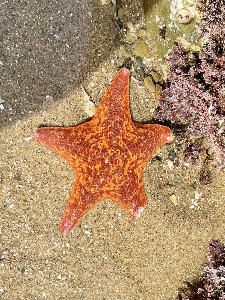 An orange sea star with 5 arms laying on sand.