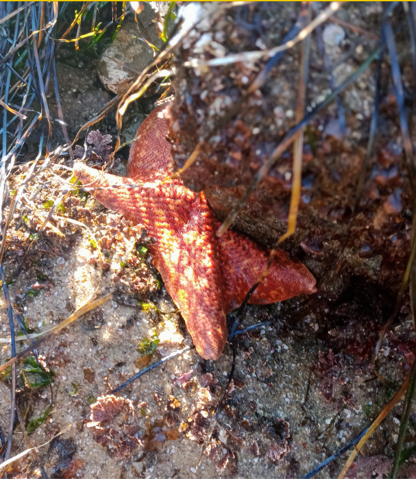 An orange sea star stuck to a rock.