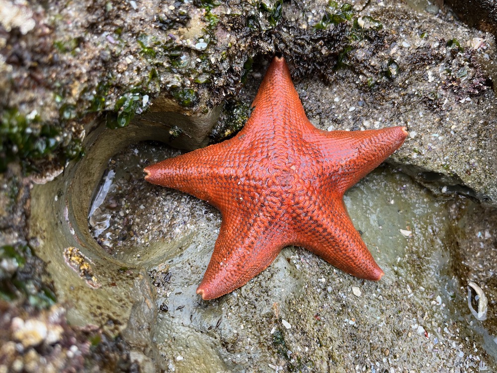 An orange sea star with 5 arms stuck to a rock.