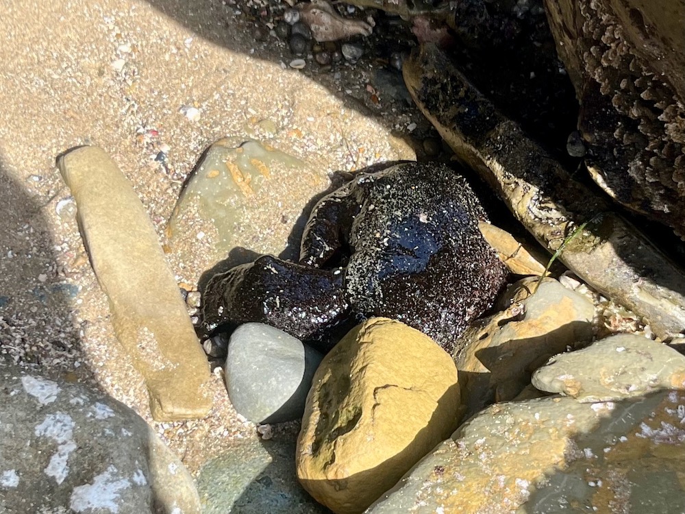 A dark blob of jelly surrounded by rocks and sand.