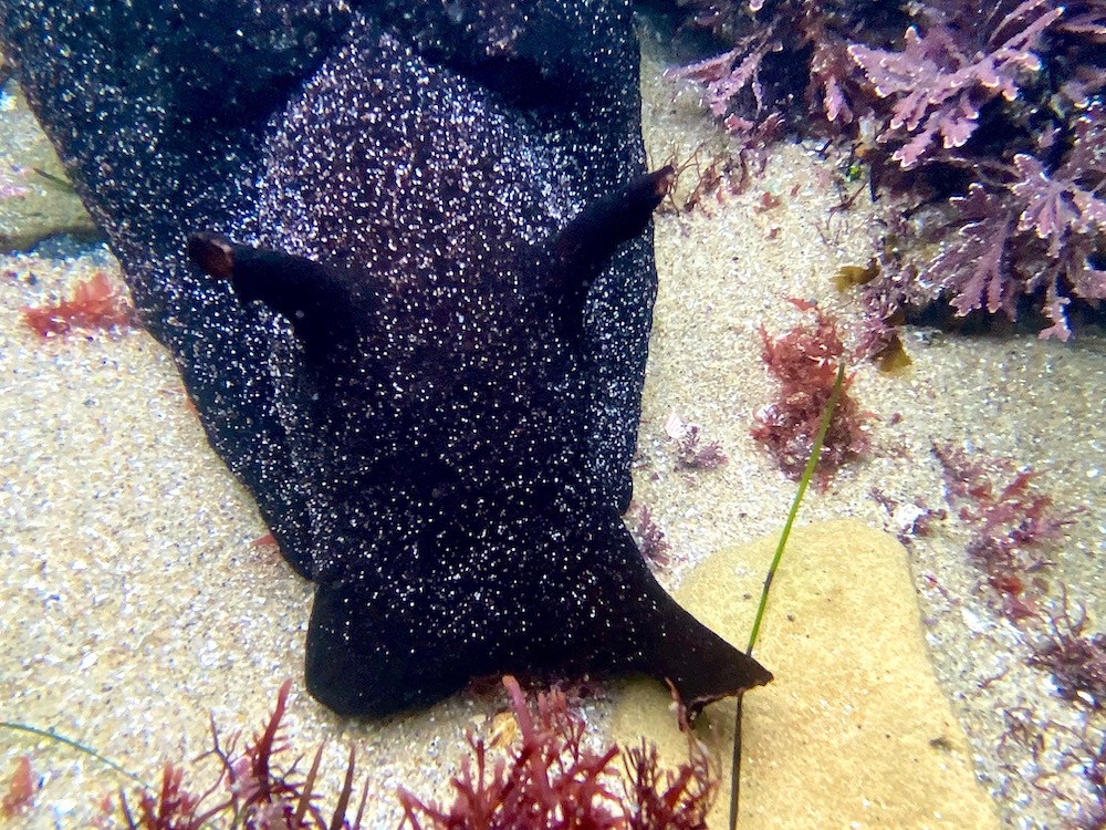 A Black sea hare has a soft, flattened body. Its body is covered in a thick layer of mucus, which serves to protect it from predators and the environment. It also has two large sensory tentacles on its head that can be retracted into special pockets when not in use.