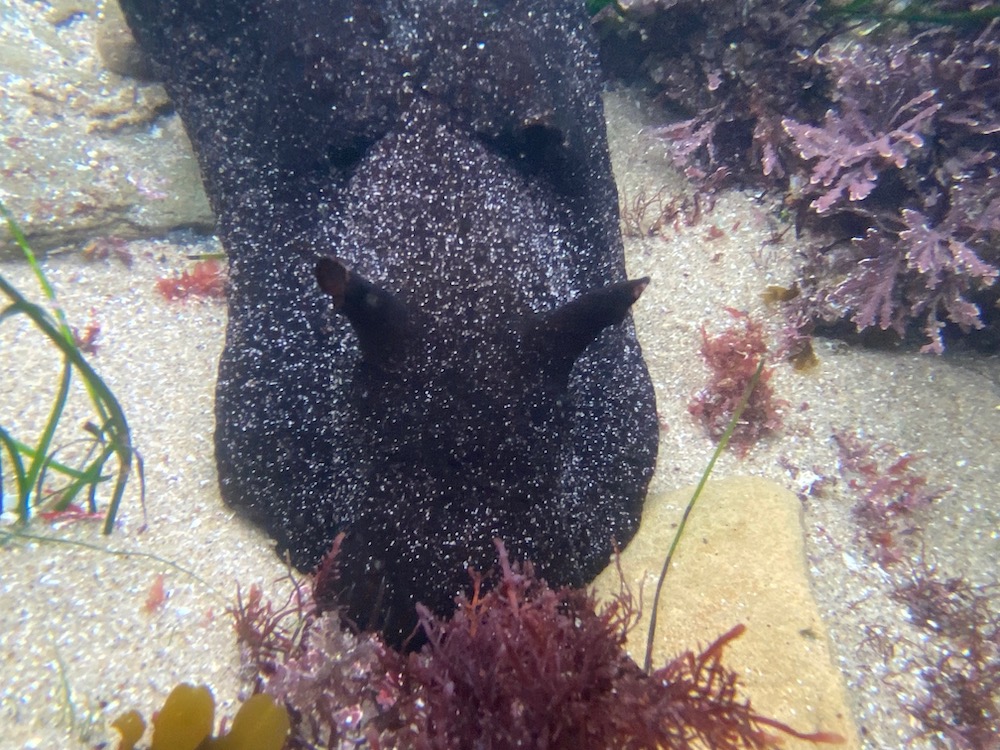 A Black sea hare has a soft, flattened body. Its body is covered in a thick layer of mucus, which serves to protect it from predators and the environment. It also has two large sensory tentacles on its head that can be retracted into special pockets when not in use.