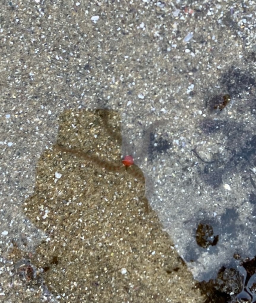 A sea star with thin spiny legs and an orange center.