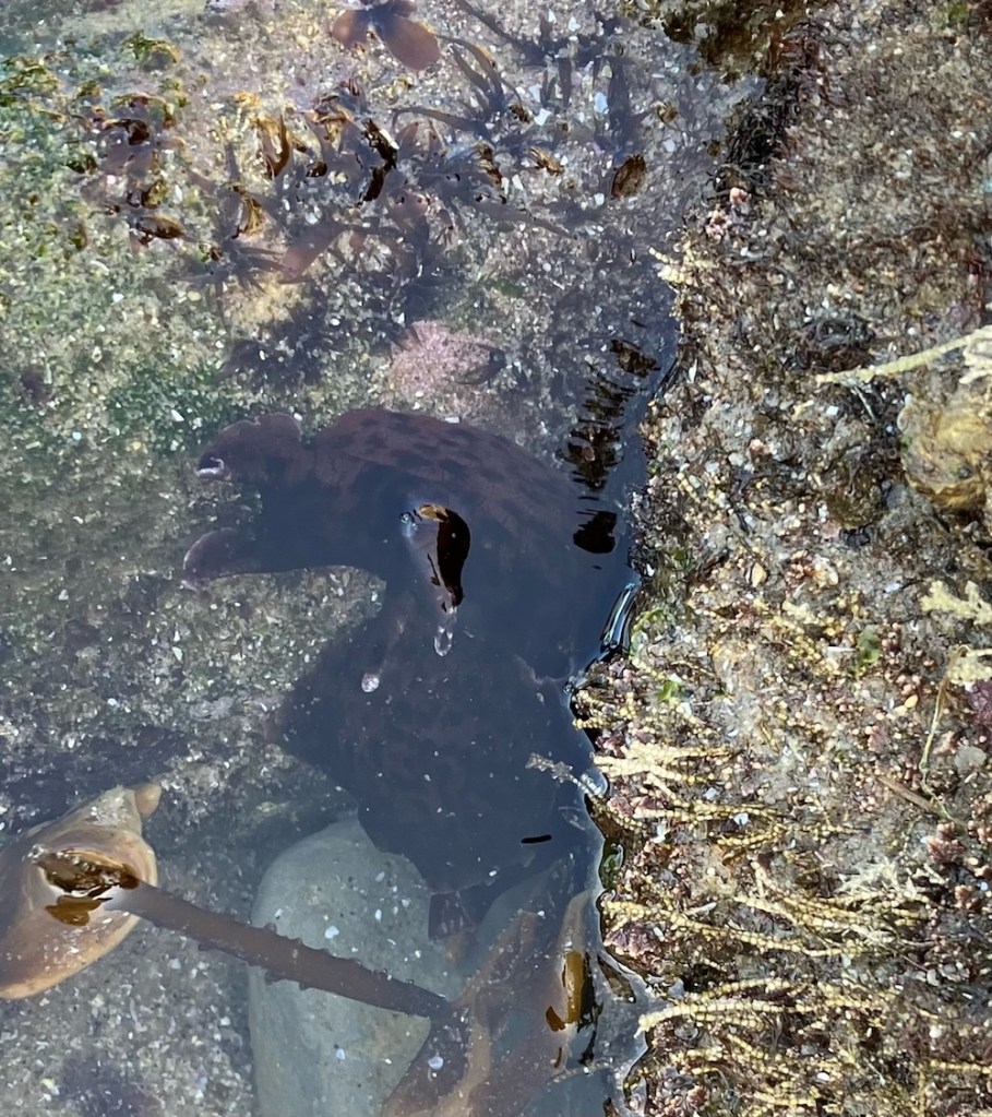 A California sea hare has a soft, flattened body that can range in color from dark brown to purple. Its body is covered in a thick layer of mucus, which serves to protect it from predators and the environment. It also has two large sensory tentacles on its head that can be retracted into special pockets when not in use.