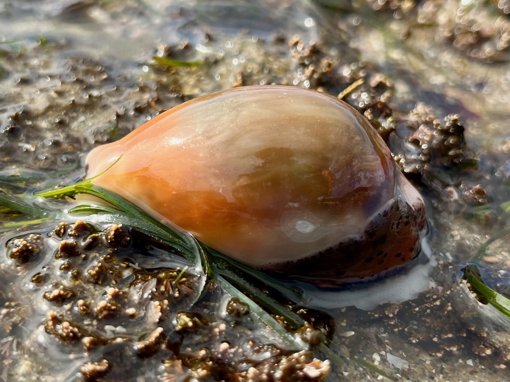 A snail with a smooth cylindrical brown shell.