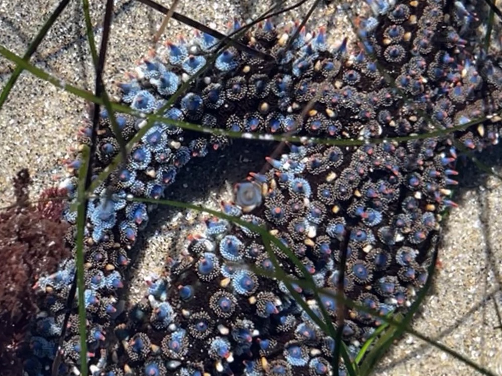 A sea star with 5 elongated arms. Each arm has circular dots covering it.
