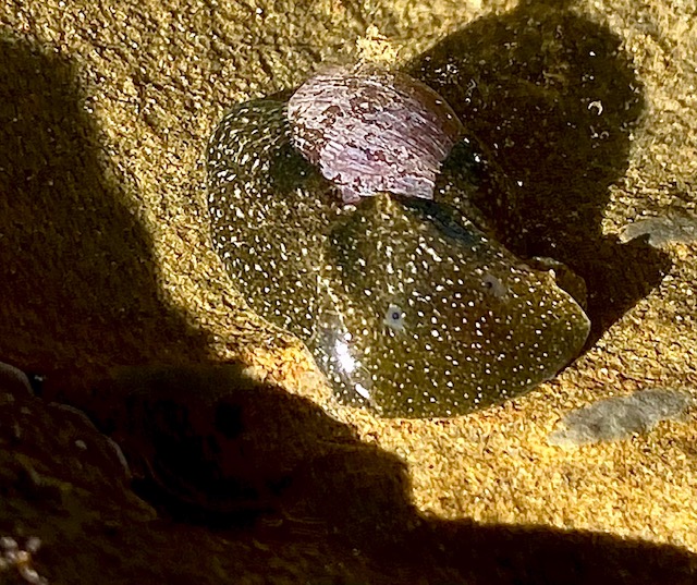 A green blob with yellow dots and a small oval shaped shell on top.