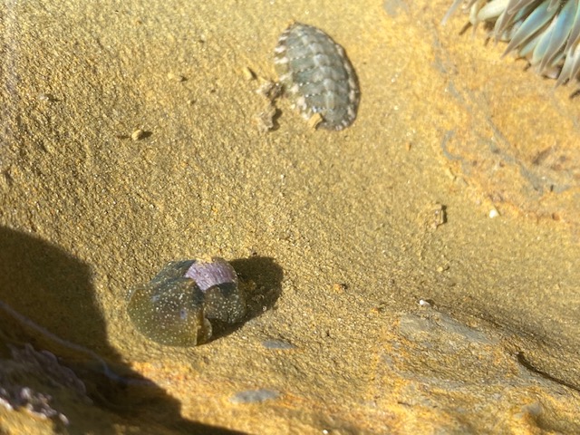 A green blob with yellow dots and a small oval shaped shell on top.