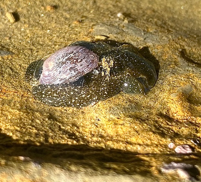 A green blob with yellow dots and a small oval shaped shell on top.