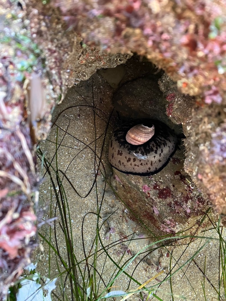 A soft flat oval shaped disk with a smaller hard shell in the middle. A hole is at the back of the hard shell.