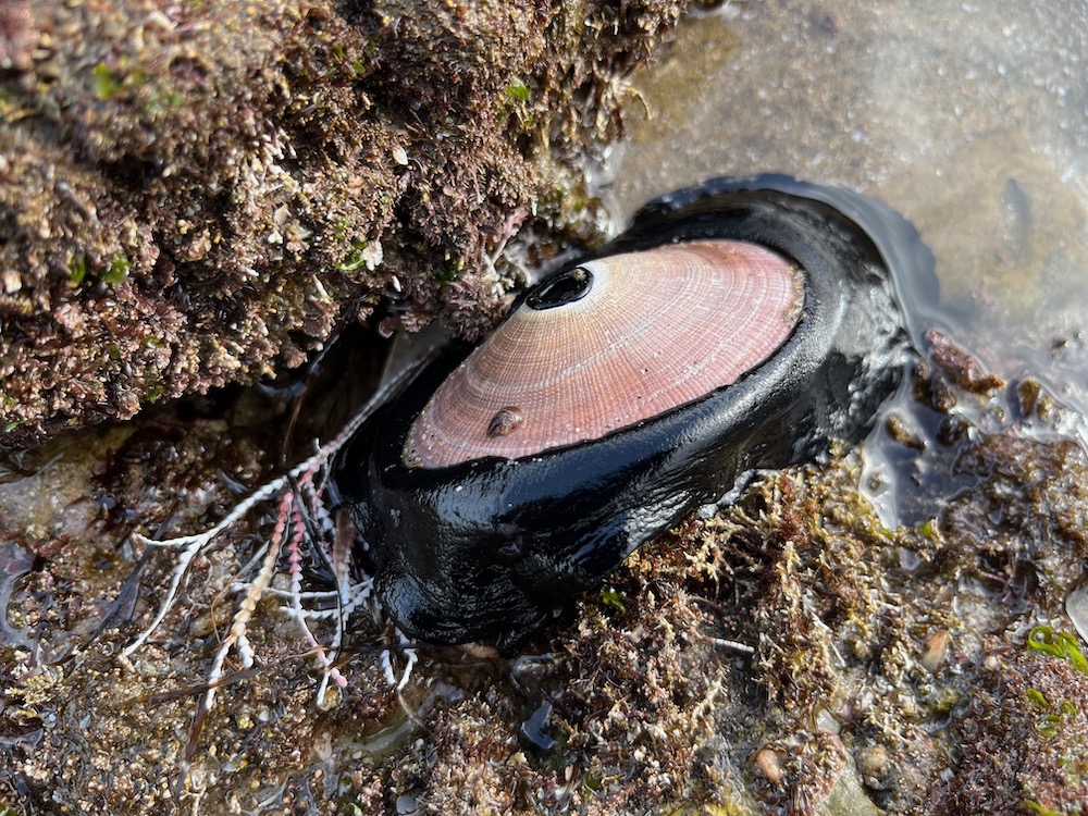 A soft flat oval shaped disk with a smaller hard shell in the middle. A hole is at the back of the hard shell.