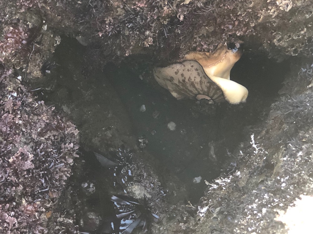 A soft flat oval shaped disk with a smaller hard shell in the middle. A hole is at the back of the hard shell. This snail is stuck to the underside of a rock.