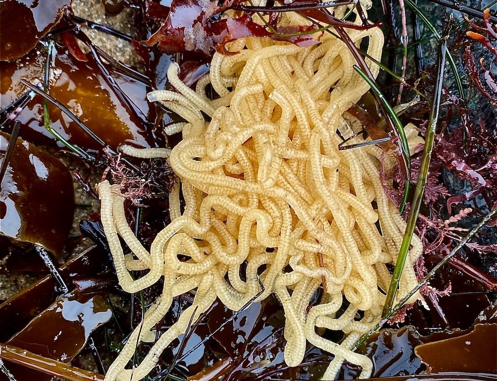 A blob of spaghetti on top of some brown plants.