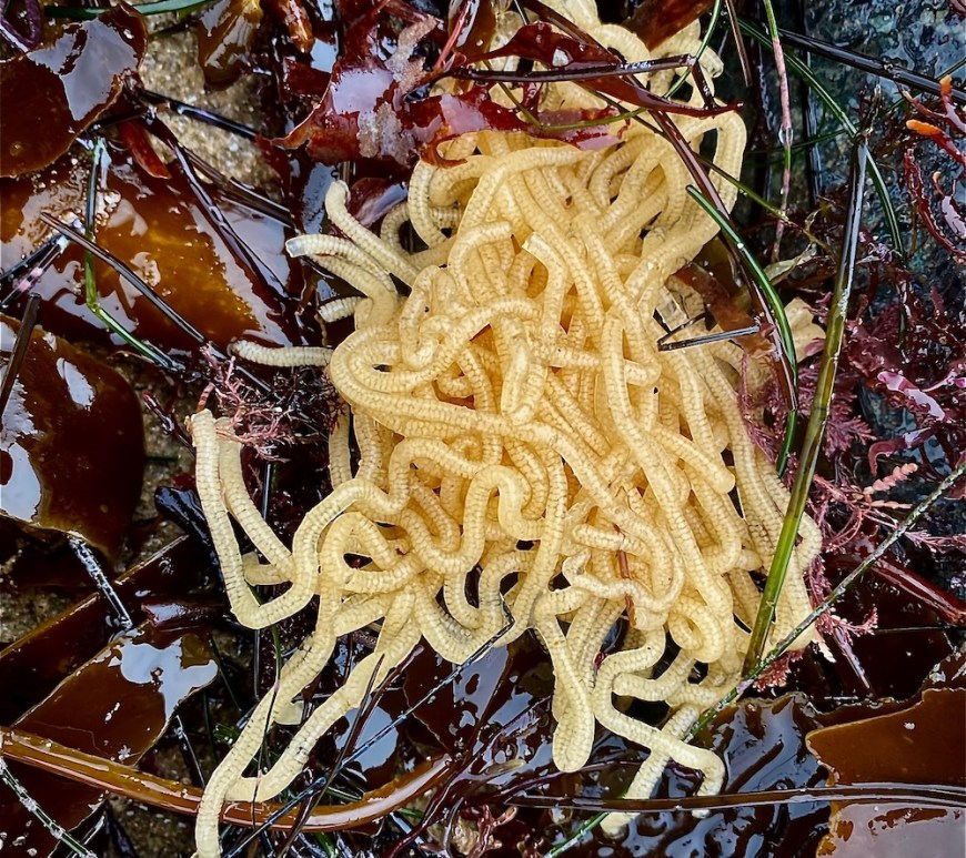 A blob of spaghetti on top of some brown plants.