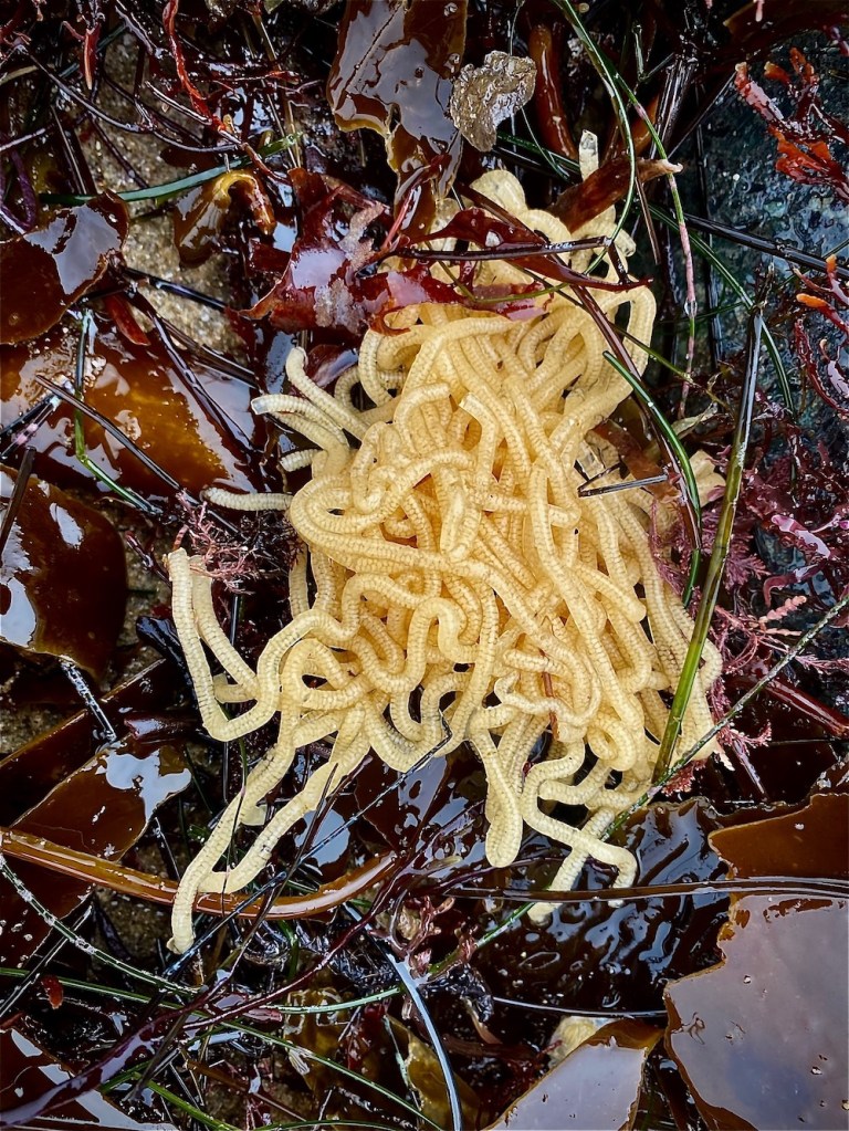A blob of spaghetti on top of some brown plants.
