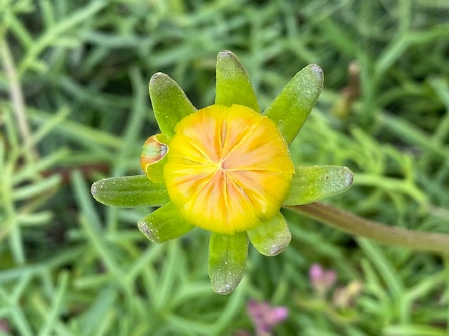 A yellow flower that is still closed with green oval shaped leaves.