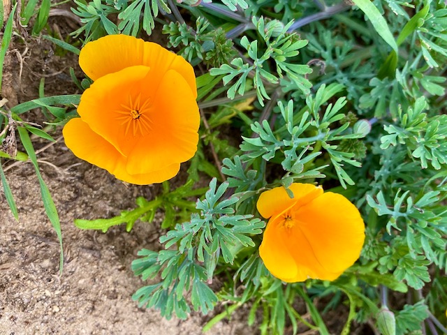 Orange buttercup flowers bloom among green leaves.