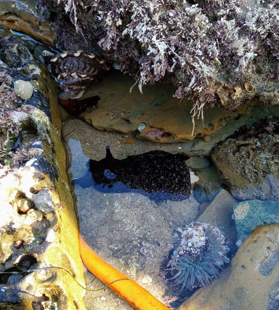 A Wavy Turban Snail, Sea Hare and Anemone in a shallow pool of water.