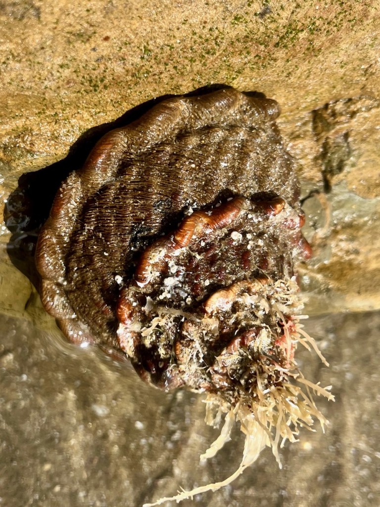 A snail with a cone shaped shell with algae stuck on top if it.