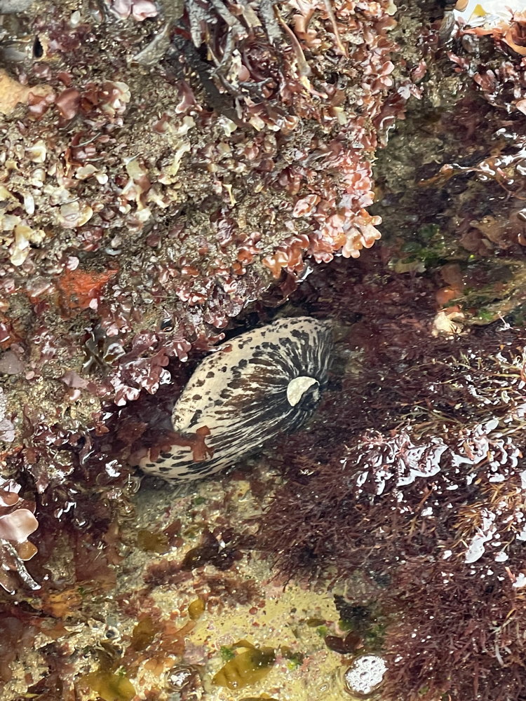 A mottled gray and black elongated soft oval with a smaller hard shell clings to a rock.