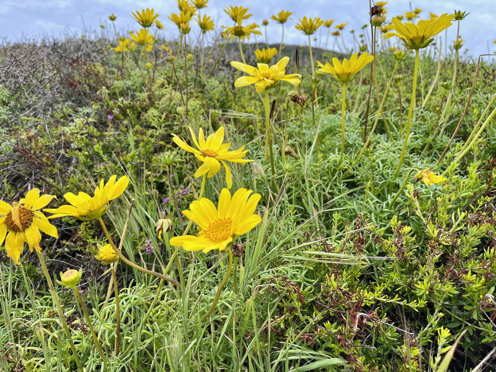 Yellow flowers bloom with gray puffy clouds in the background.