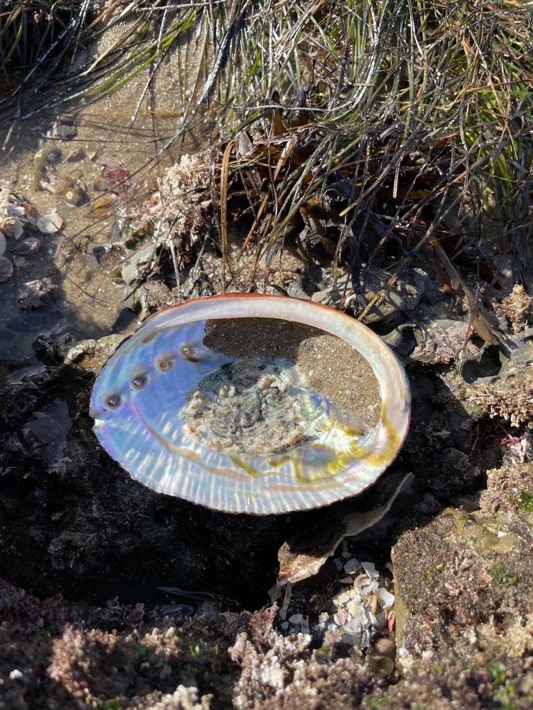 A colorful iridescent oval shaped sea shell on the rocky beach. A little bit of san is in the shell.