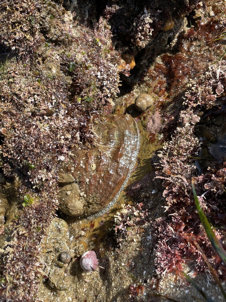 A brownish green flat oval shaped snail attached to a rock.