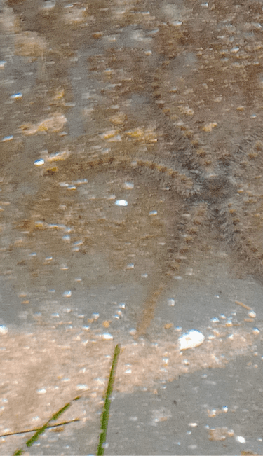 A five pointed sea star with thin arms.