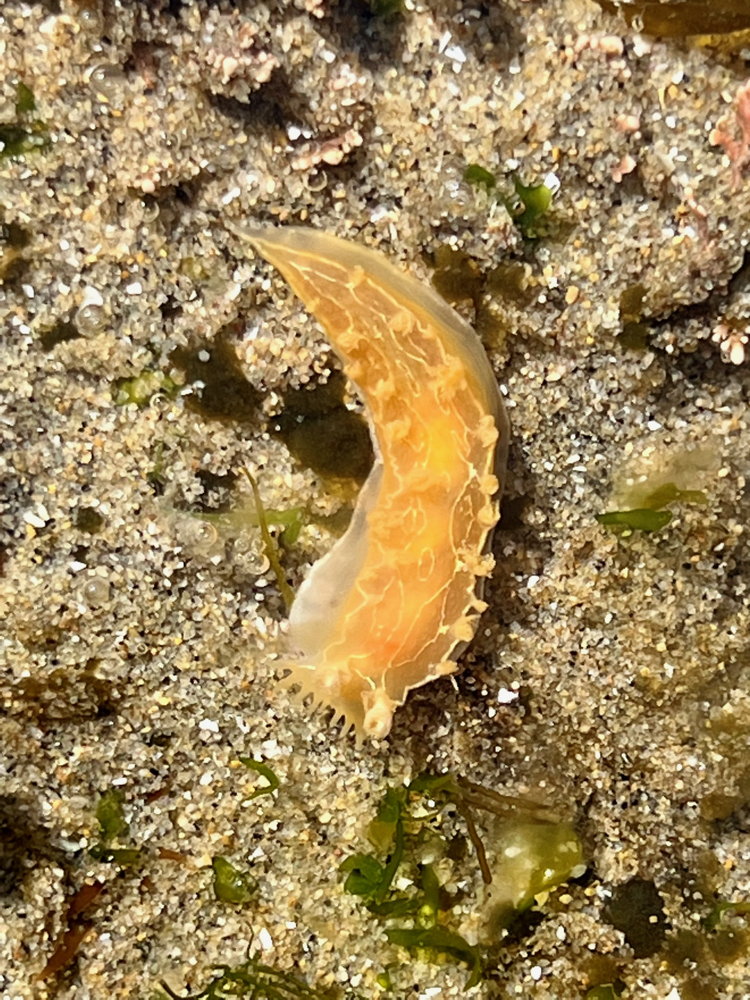 An orange elongated blob with small circular blobs over it's body.