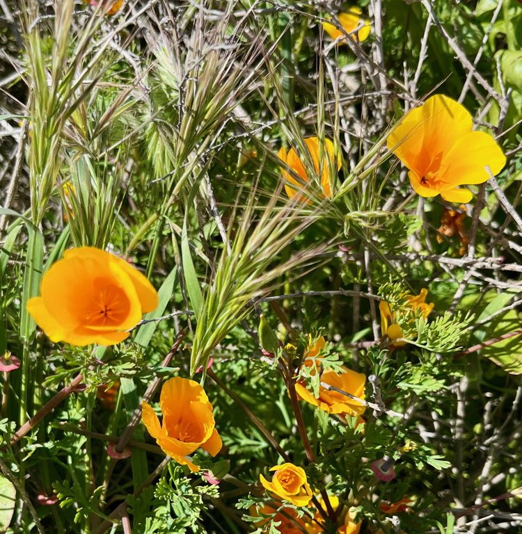 A handful of orange flowers