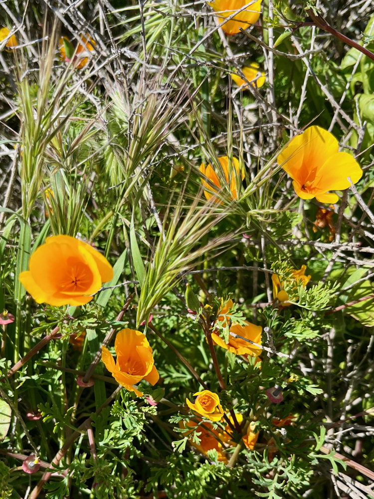 A handful of orange flowers