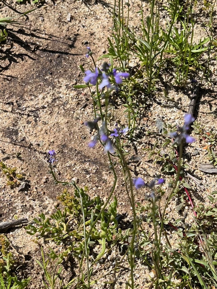 Small purple flowers at the nd of long thin stems.