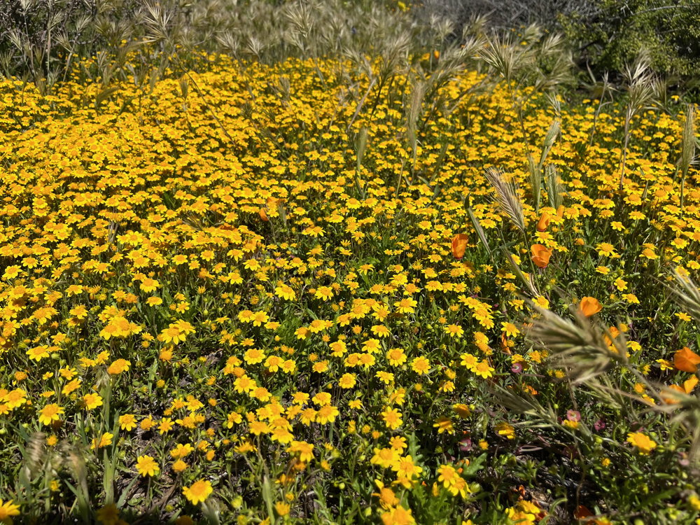A field of yellow flowers.