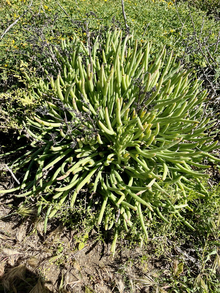 A round plant with long cylindrical spikes radiating from the center.