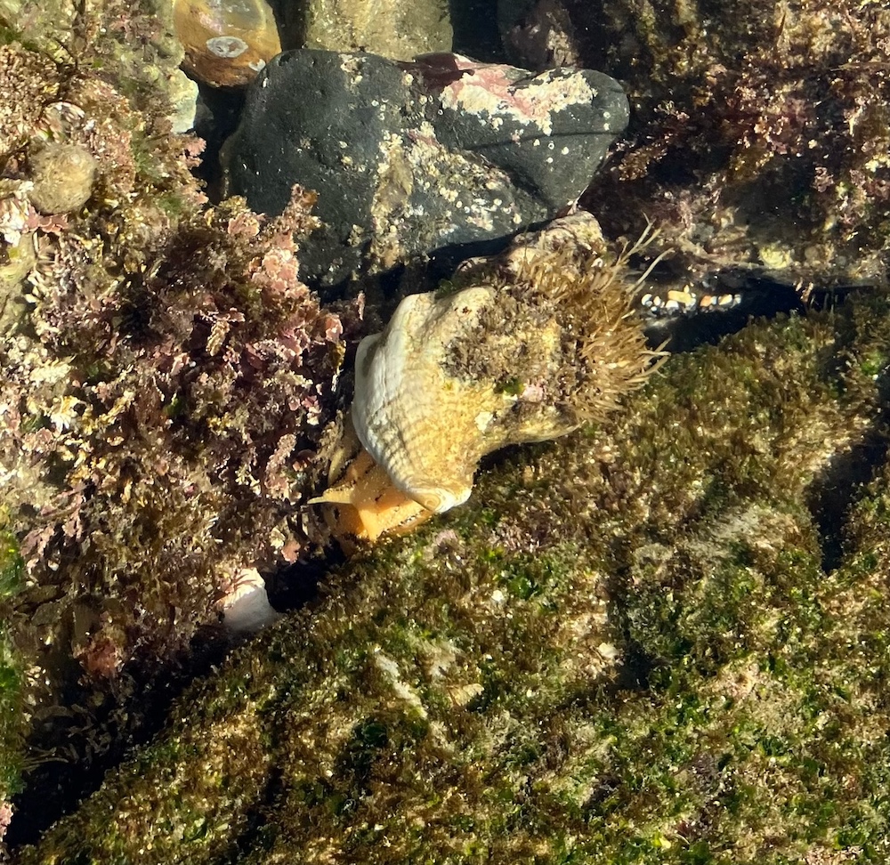 An cone shaped snail with an orange foot attached to a rock.