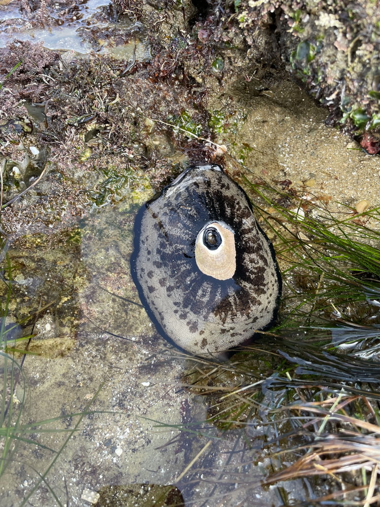 A mottled gray and black mushy blob. A small hard shell is in the middle of the blob. The shell has a hole in the center.