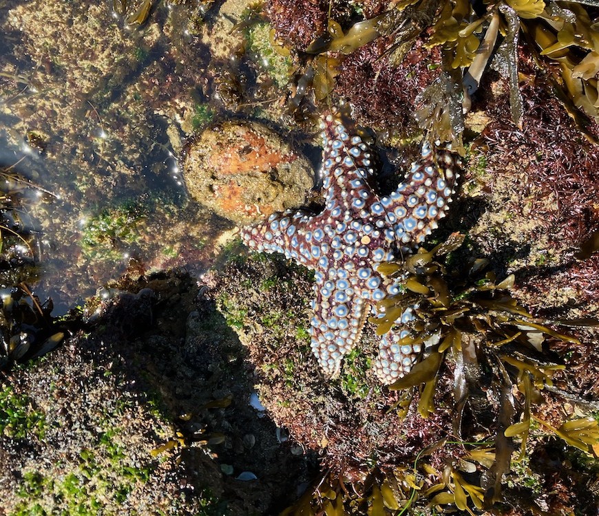 A five pointed brown sea star with white and blue circles on each arm.