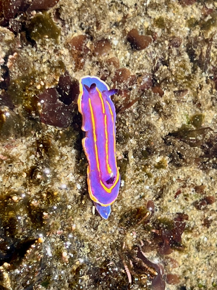 An elongated purple sea slug with orange stripes running the length of the body.