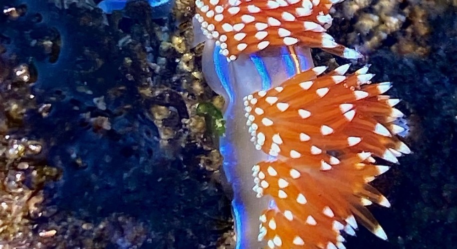 a translucent elongated blue body with orange spikes on it's back. White tips are at the end of each spike.