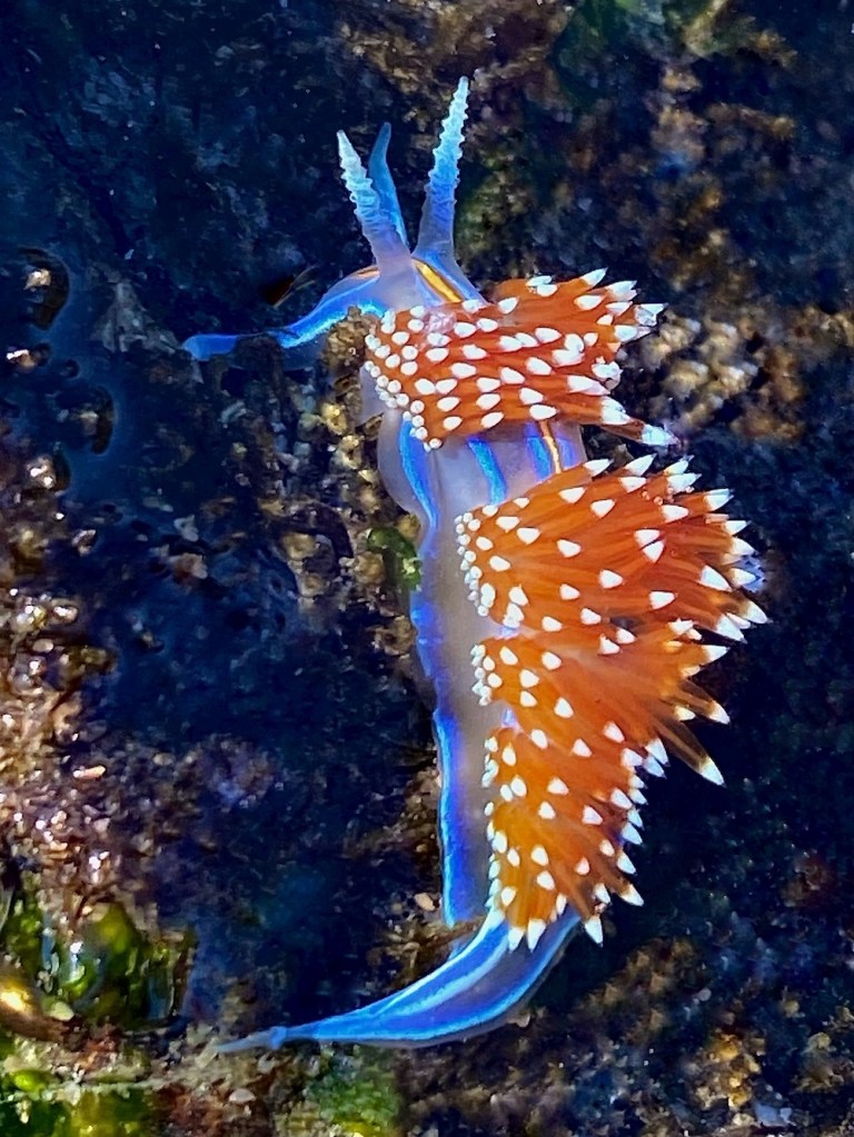 a translucent elongated blue body with orange spikes on it's back. White tips are at the end of each spike.