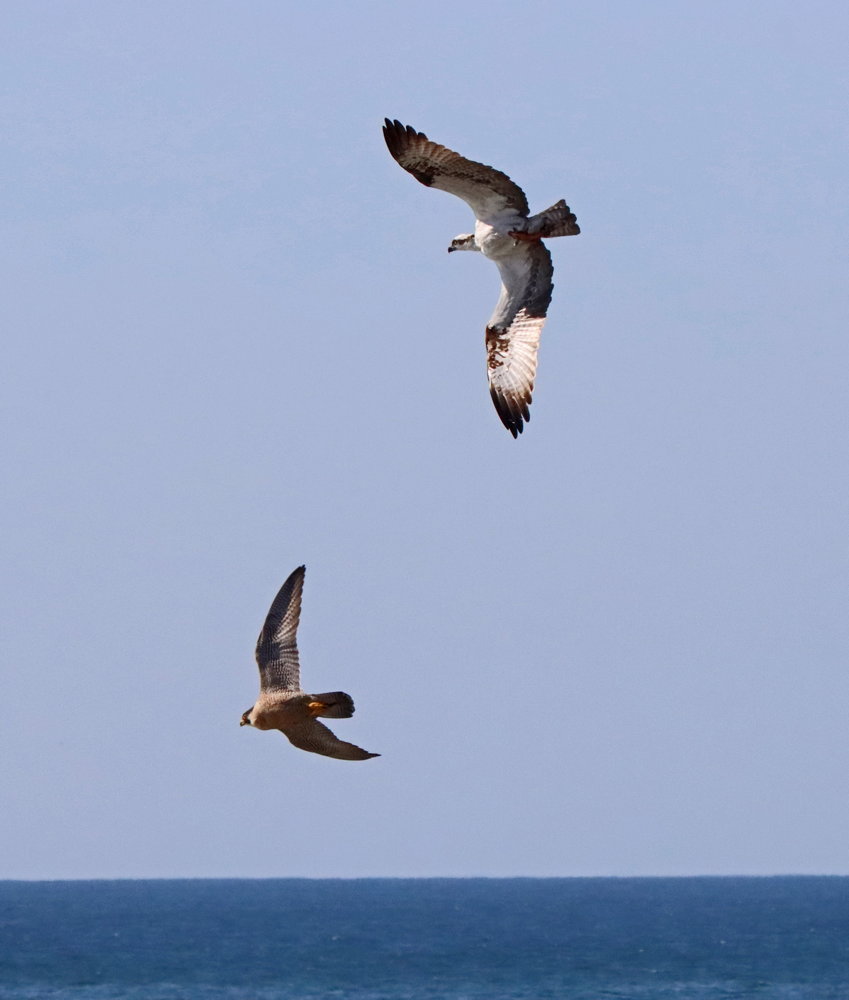 Two birds of prey are fighting over the ocean A blue sky is in the background.