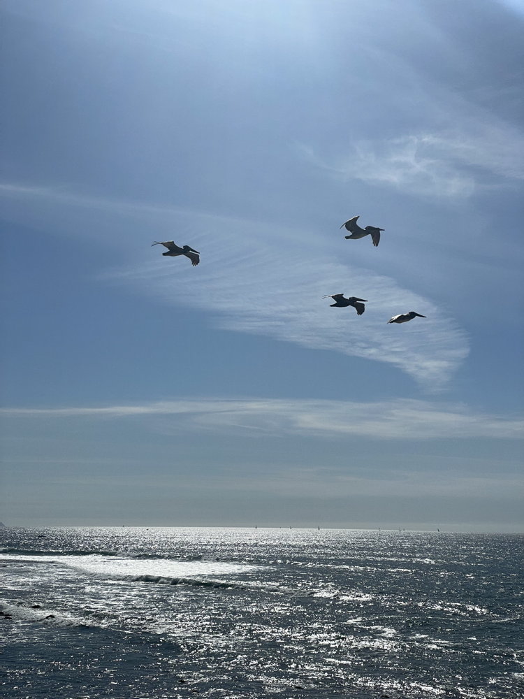 Four pelicans in flight over the ocean. Thin wispy clouds are overhead.