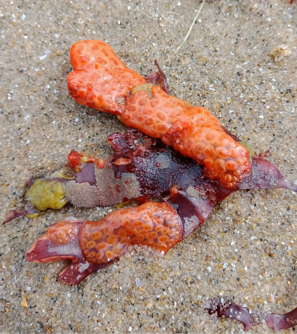 An orange finger sized blob on a sandy beach.